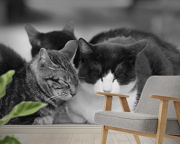 Cats by Sasha Donker