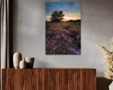 Blooming Heather