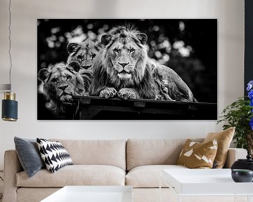 Staring Lions von Joan le Poole