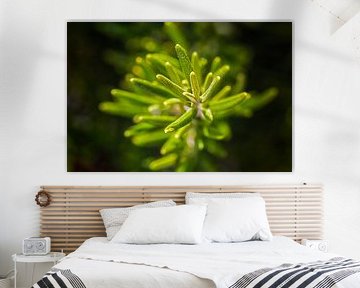 Rosmarin in der Sommersonne