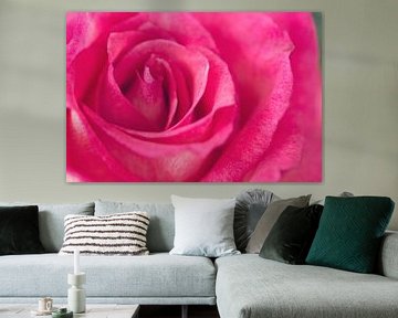 Roze Roos van Kimberly van Aalten