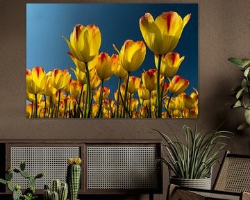 tulp geel