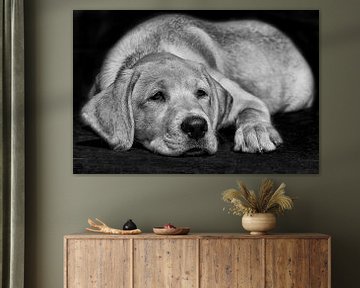 Blonde labrador pup ligt te luieren in het zwart-wit. van Michar Peppenster