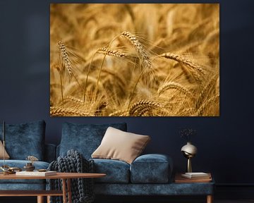 Grain field by Jessica Berendsen