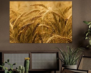 Grain field by Jessica Berendsen