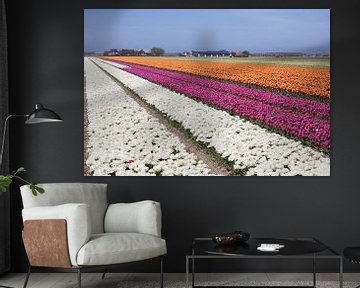 Witte , roze en oranje bloeiende tulpen van Maurice de vries