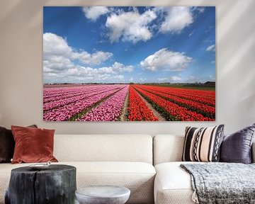 Roze  en rode bloeiende  tulpen op een rij  van Maurice de vries