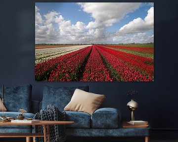 Hollandse bloeienden rode en witte tulpen van Maurice de vries