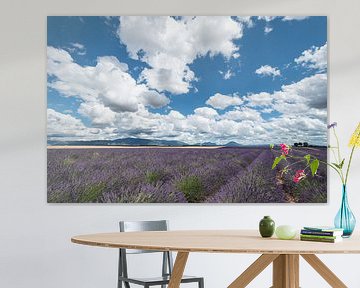 Lavendelveld met wolken Valensole van Bas Verschoor