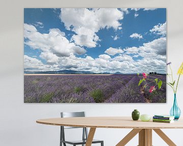 Lavendelveld met wolken Valensole