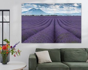 Lavendel Valensole