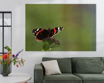 Atalanta vlinder van Jeroen Meeuwsen