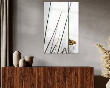 Learn to see the other van Bob Daalder