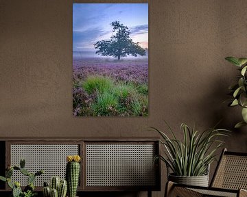 Le paysage de Heathland pendant le lever du soleil en été sur Sjoerd van der Wal Photographie