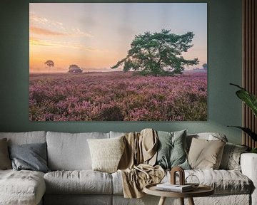 Blooming Heather plants in Heathland landscape during sunrise in by Sjoerd van der Wal Photography