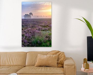 Blooming Heather plants in Heathland landscape during sunrise in by Sjoerd van der Wal Photography