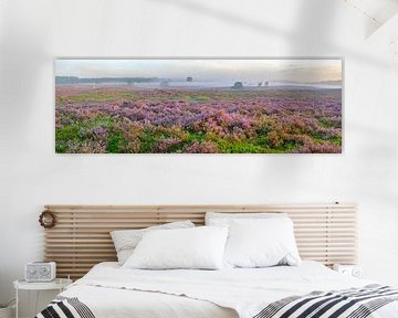 Blooming Heather plants in Heathland landscape during sunrise in by Sjoerd van der Wal Photography