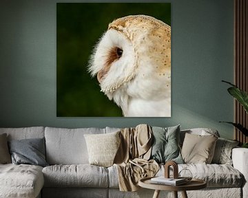 Owl - Tyto alba