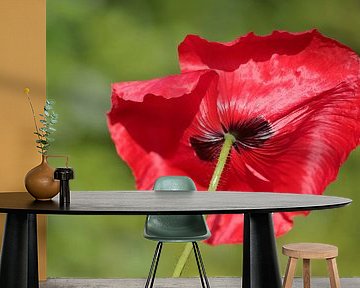 Rode klaproos of papaver van onder gezien van Ronald Smits