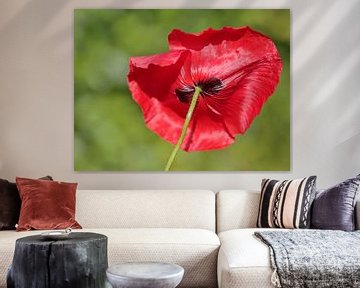 Red large poppy by Ronald Smits