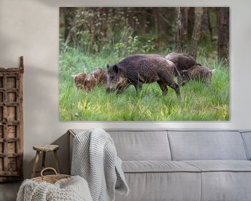 Wilde zwijnen in het bos