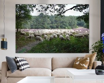 Schapen op de Slabroekse heide by richard de bruyn