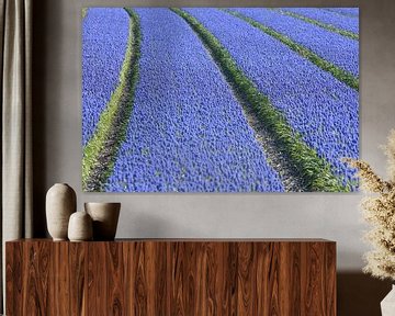 Field of grape hyacinth flowers