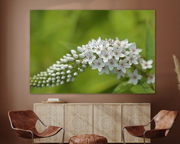 Witte vlinderstruik of sierheester, Buddleja, witte bloemetjes van Ronald Smits
