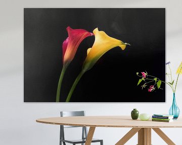 Calla (Zantedeschia) sur eric van der eijk