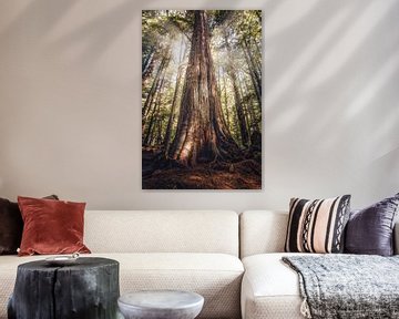 Les géants de la forêt vierge sur Loris Photography