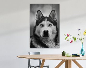 Husky Igor 4 zwart wit von Samanta van Wezel