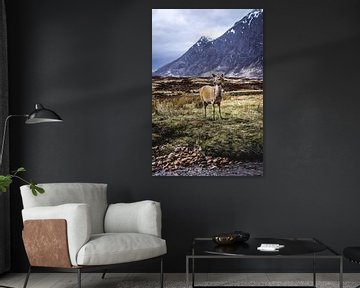 Hert in de Schotse hooglanden by Nick Chesnaye