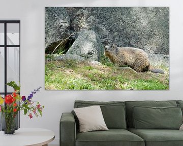 Provence, marmot van Rene du Chatenier