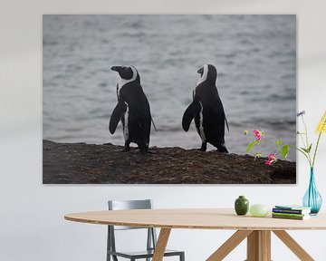 Pinguïns (Zuid-Afrika) van Danae Looman
