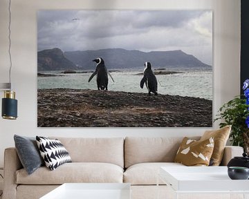 Pinguïns (Zuid-Afrika) by Danae Looman