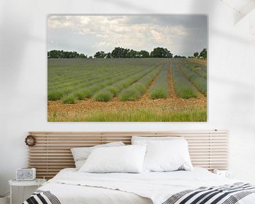 Provence lavender field  by Rene du Chatenier