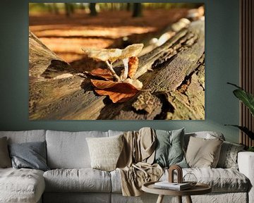 Paddenstoel Planken Wambuis  sur Willem van Leuveren Fotografie
