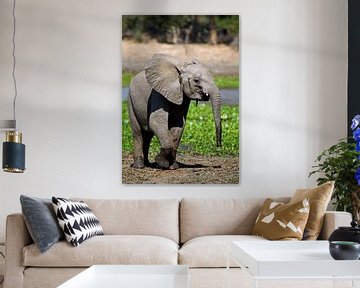 Young elephant, wildlife in Africa van W. Woyke