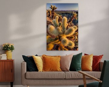 Cactus (Opuntia echinocarpa) in close-up in Organ Pipe Cactus National Monument, USA van Nature in Stock