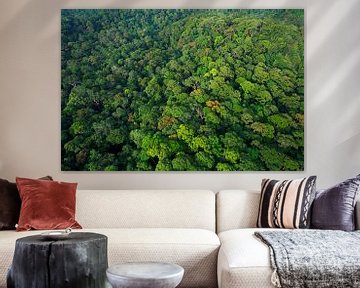 Luftaufnahme des Regenwaldes des Lambir Hills Nationalparks von Nature in Stock