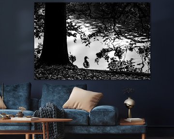 Ducks in The Hague Forest