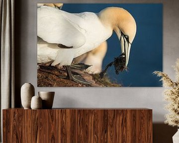 Northern Gannet