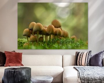 Een hoop paddenstoelen