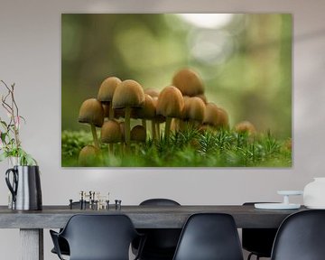 Een hoop paddenstoelen