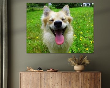 keeshond 