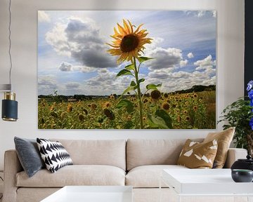 Zonnebloemen in Heuvelland van Jonathan Vandevoorde