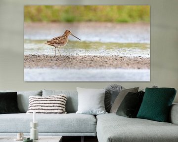 Snipe, (Gallinago gallinago) by Sjoerd de Hoop