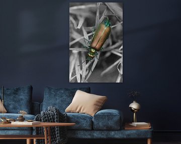 Franse kever - kleur/zwart/wit