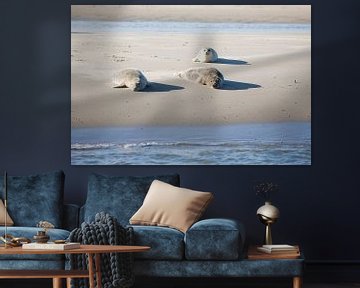 Seals on the mudflats by Jim van Iterson