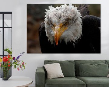 Bald eagle who just finished his meal van Pieter Bron